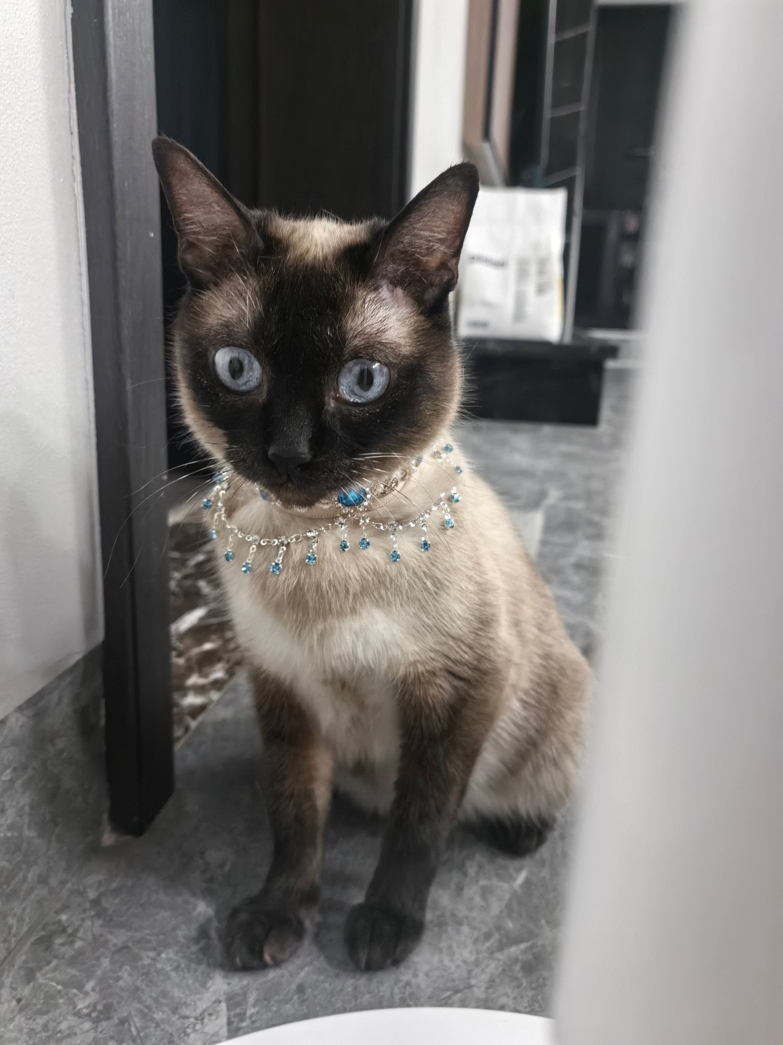 Pet Decorative Collar - Moonlight Shadow - Pawlor