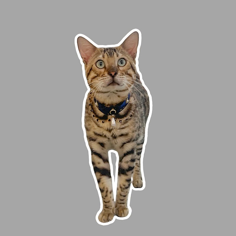 Pet Decorative Collar - Romantic Starlight - Pawlor