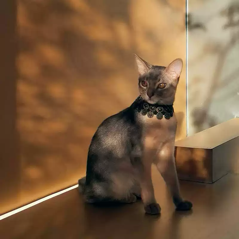 Pet Decorative Collar- Ethnic Style