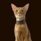 Pet Decorative Collar- Ethnic Style