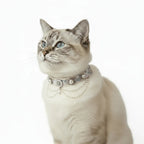 Pet Decorative Choker- Lotte Cocoa - Pawlor