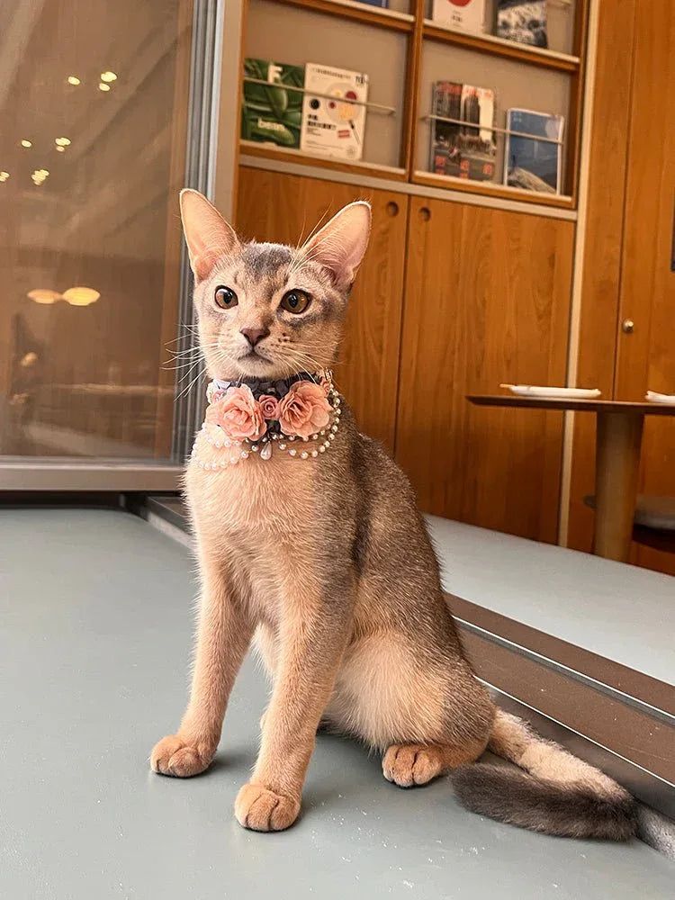 Pet Decorative Choker- Snow Jade and Jadeite - Pawlor