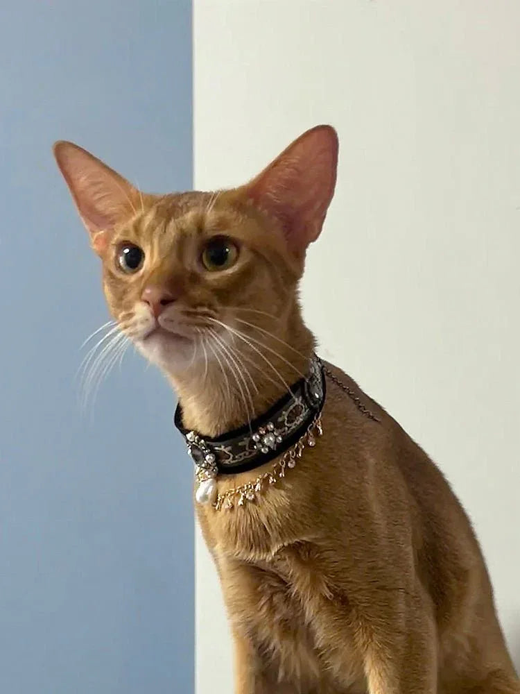 Pet Decorative Choker- Twilight Stars - Pawlor