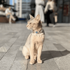 Pet Decorative Collar - Moonlight Shadow - Pawlor