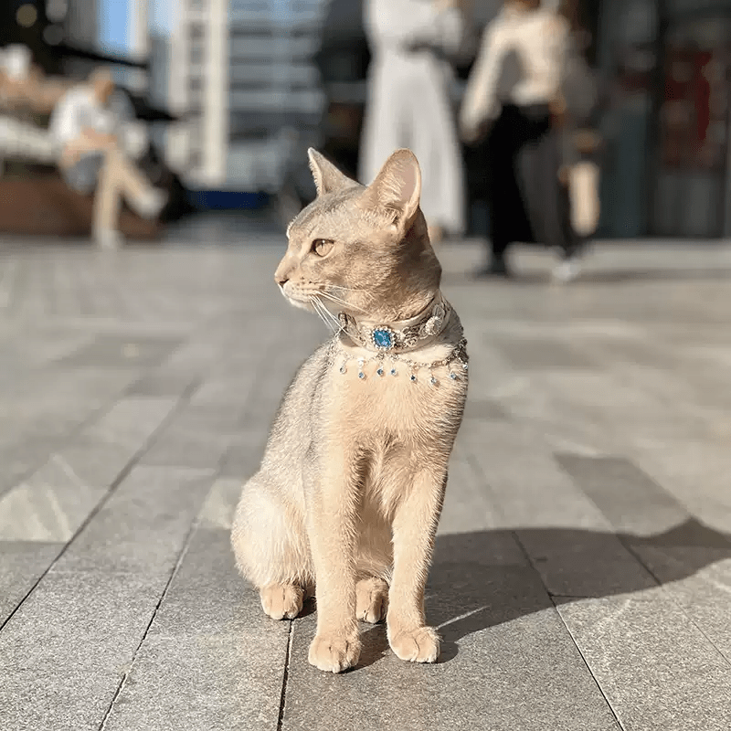 Pet Decorative Collar - Moonlight Shadow - Pawlor