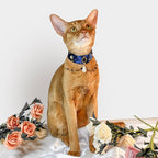 Pet Decorative Collar - Romantic Starlight - Pawlor