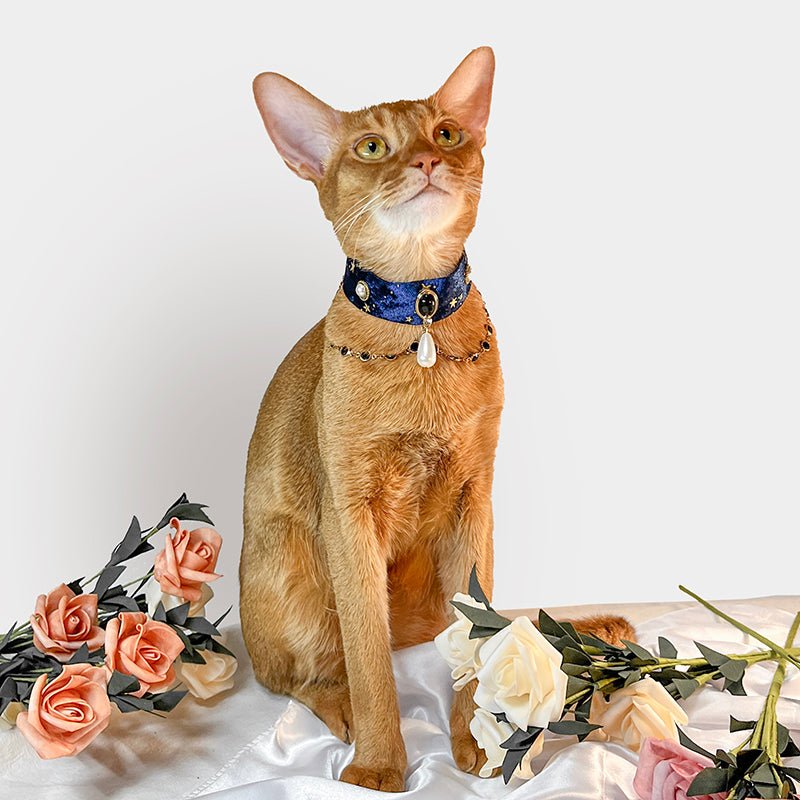 Pet Decorative Collar - Romantic Starlight - Pawlor