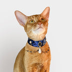Pet Decorative Collar - Romantic Starlight - Pawlor