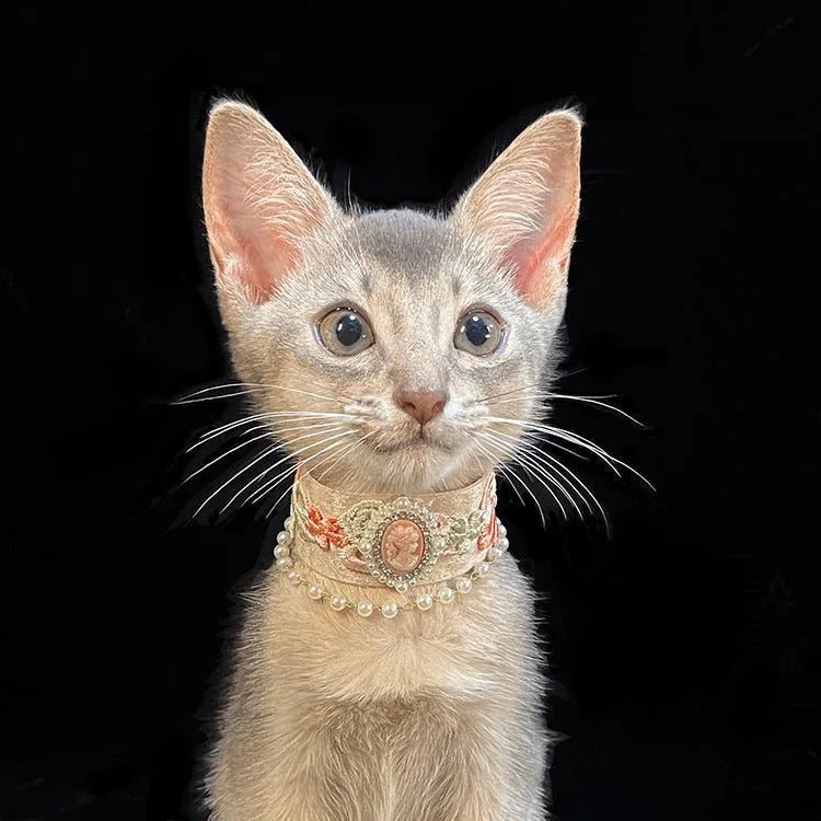 Pet Decorative Collar- Rose Journal - Pawlor